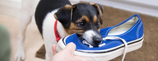 puppy kauwt op blauwe schoen