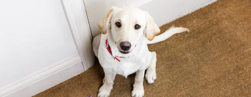 labrador puppy kijkt verdrietig naar de deur