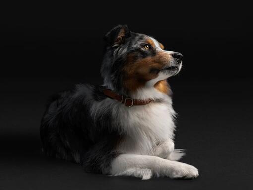 Australian Sheppard hond