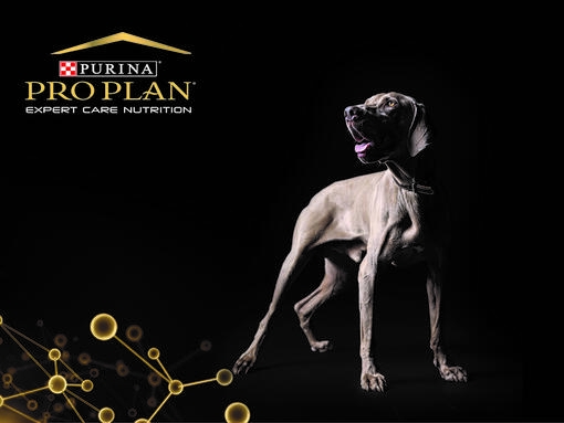 Weimaraner hond pro plan voeding