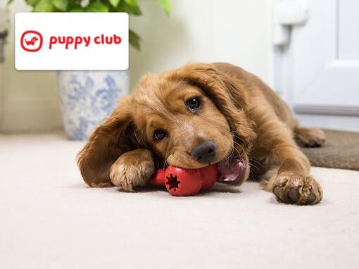 puppy kauwen op een rood speeltje