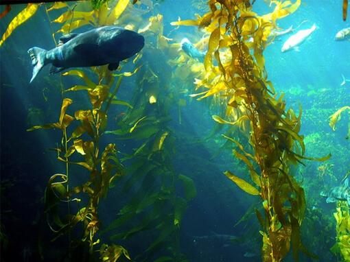 Stimuleren van het herstel van de ecosystemen van land en oceaan