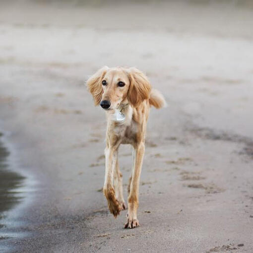 saluki hond rent op het strand