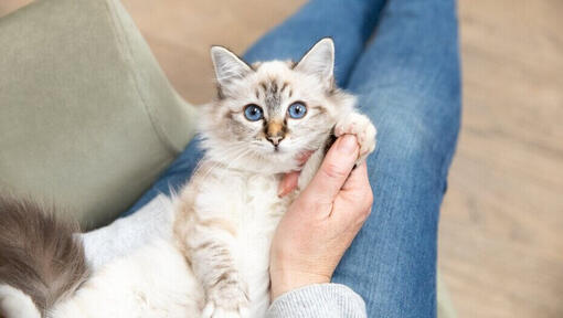 Een kitten kopen bij een fokker